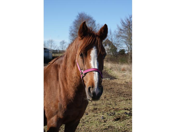 {{currentPhoto.altText}} billede {{currentPhoto.number}}