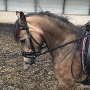 Welsh Pony (sec B) Chilli