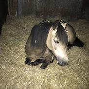 Welsh Pony (sec B) Chilli