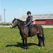 Welsh Pony (sec B) Chilli