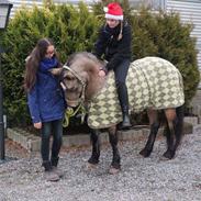 Welsh Pony (sec B) Chilli