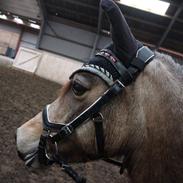 Welsh Pony (sec B) Chilli