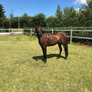 Arabisk fuldblod (OX) Egelys Alija ( OX 3925 )