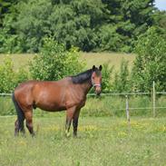 Trakehner Adonis Olesminde (tidl hest)