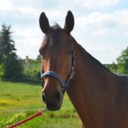 Trakehner Adonis Olesminde (tidl hest)