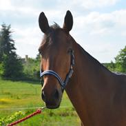 Trakehner Adonis Olesminde