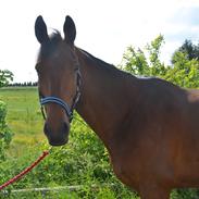 Trakehner Adonis Olesminde (tidl hest)