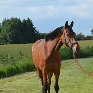 Trakehner Adonis Olesminde (tidl hest)