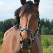 Trakehner Adonis Olesminde