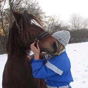 Welsh Cob (sec D) Dorthealyst Heathcliff (Tomba)