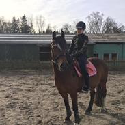 Welsh Cob (sec D) Dorthealyst Heathcliff (Tomba)