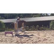 Welsh Cob (sec D) Dorthealyst Heathcliff (Tomba)