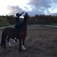 Welsh Cob (sec D) Dorthealyst Heathcliff (Tomba)