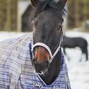 Anden særlig race Nyskovens silas af skovsøgård