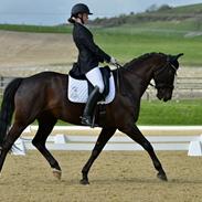 Trakehner EGATTA