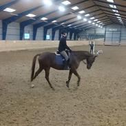 Dansk Varmblod Athos Søager