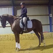 Dansk Varmblod Athos Søager