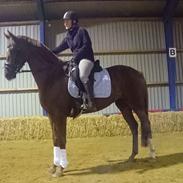 Dansk Varmblod Athos Søager