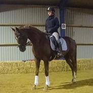 Dansk Varmblod Athos Søager