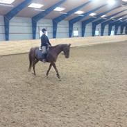 Dansk Varmblod Athos Søager