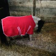 Anden særlig race Prop