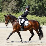 Irsk Sportspony Tracey