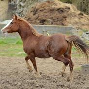 Welsh Pony af Cob-type (sec C) Noerrelide's Northern Light