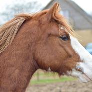 Welsh Pony af Cob-type (sec C) Noerrelide's Northern Light