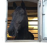 Anden særlig race Strømmens Monét (Bent)