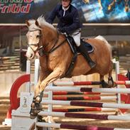 Palomino Amberloid