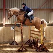 Palomino Amberloid