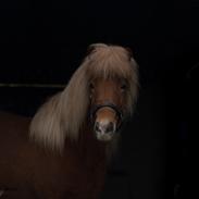 Islænder Gjöf fra Østervang