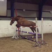 Welsh Cob (sec D) De Busies Pretty Floyd