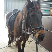 Anden særlig race Daylight