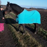 Anden særlig race Daylight