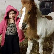 Pinto Araber Seprice Indien girl