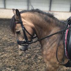 Welsh Pony (sec B) Chilli