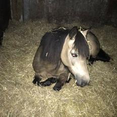 Welsh Pony (sec B) Chilli