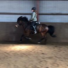 Islænder Jörp fra Nr. Torstrup 