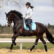 Oldenborg First Impression 4