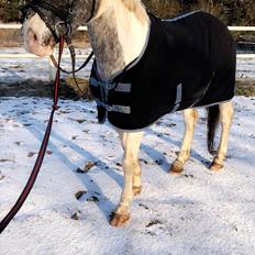 Anden særlig race Viggo