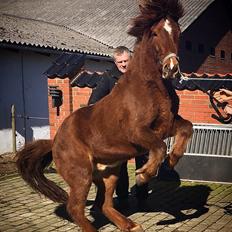 Islænder Siggi fra Klovnhøj