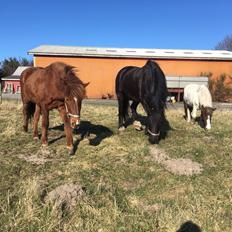 Islænder Siggi fra Klovnhøj