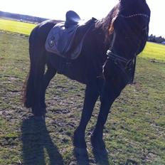 Frieser Tatoo Terplinggaard