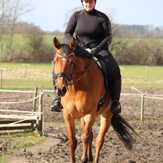 Dansk Varmblod Damaskus