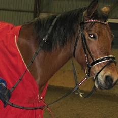 New Forest Stegstedgårds montell