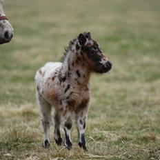 Knabstrupper Kragheredens Memory Of Domino