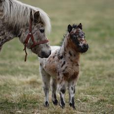 Knabstrupper Kragheredens Memory Of Domino
