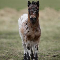Knabstrupper Kragheredens Memory Of Domino