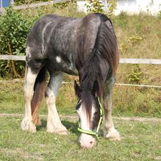 Shire Shirefarm Jack of Hearts